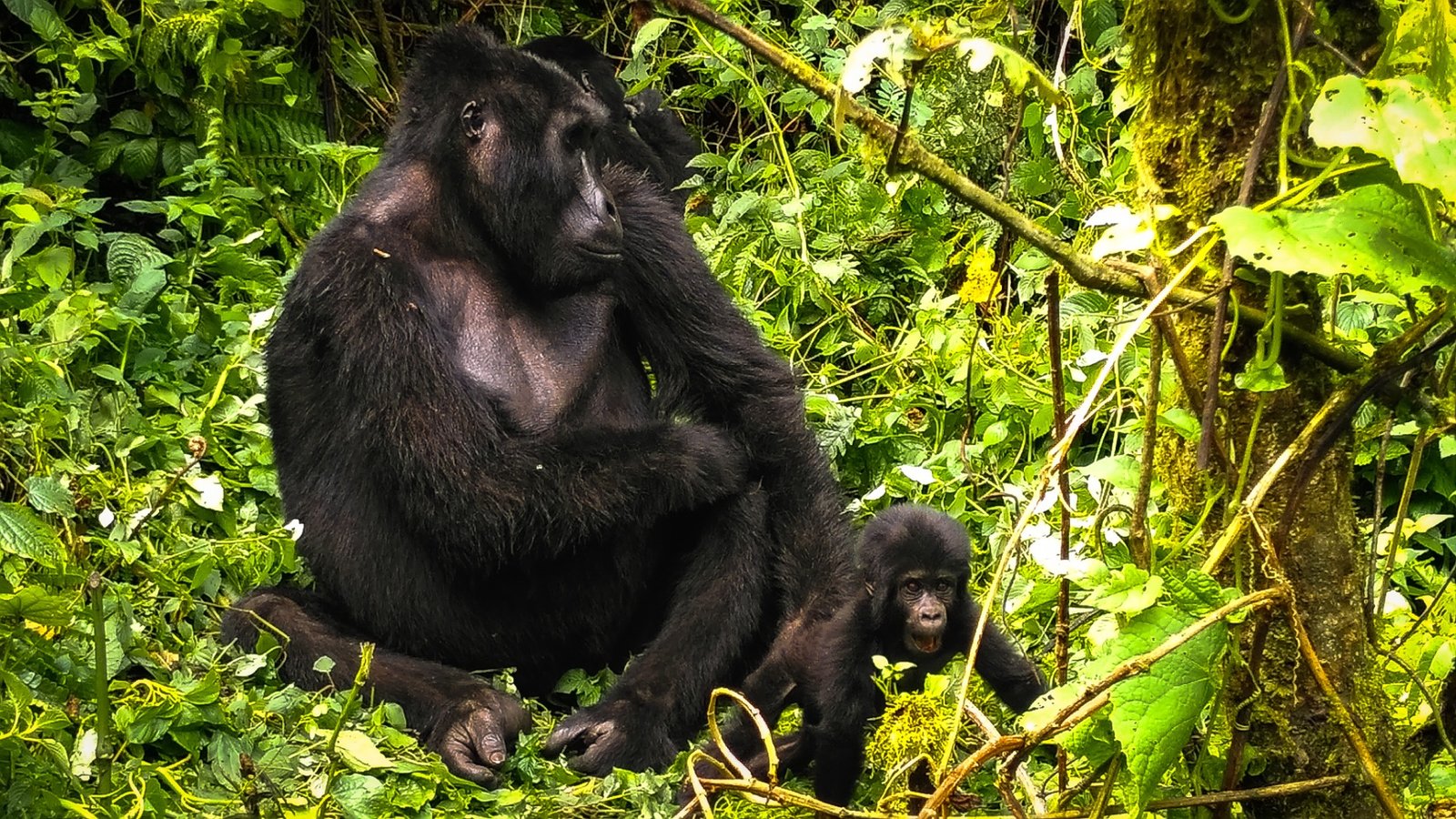 Sharp Island Lodge at Lake Bunyonyi
