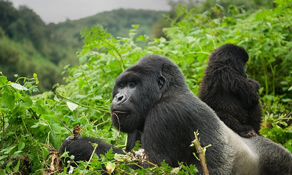 Gorilla-treking