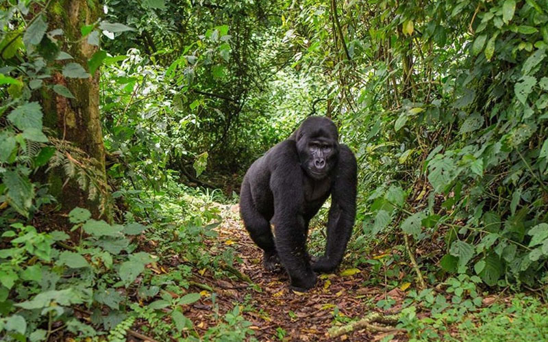 Gorilla Trekking